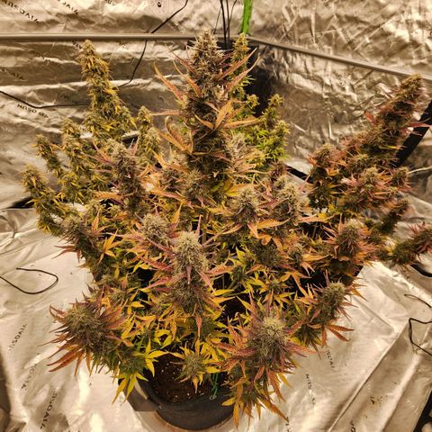 42 Rando growlog timeline photo