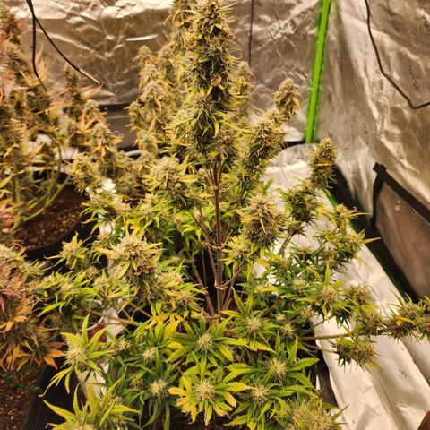 Strawberry Banana Auto growlog timeline photo