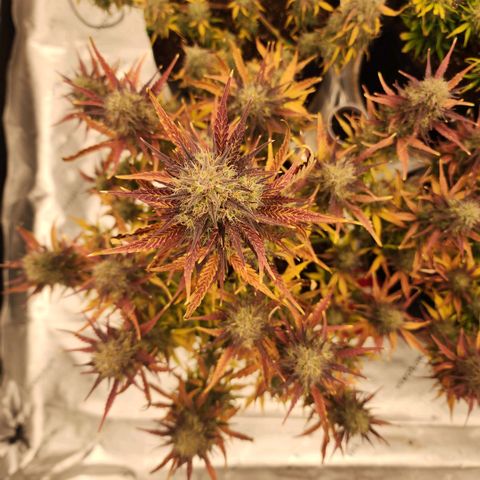 42 Rando growlog timeline photo