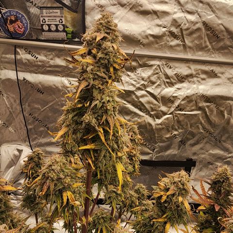 Mango Smile growlog timeline photo