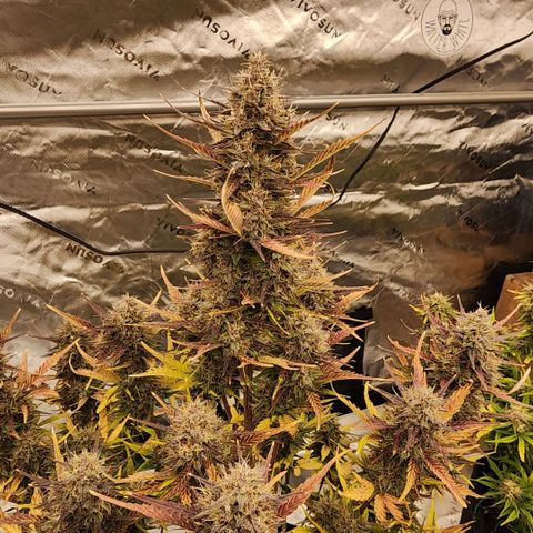 42 Rando growlog timeline photo