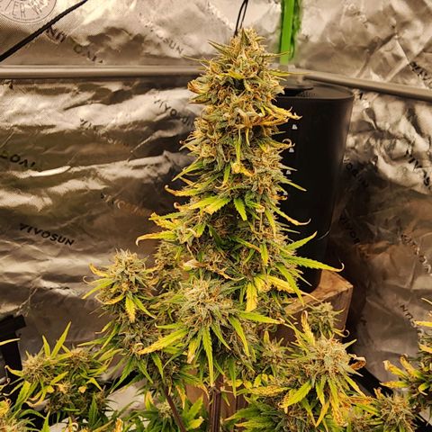 Strawberry Banana Auto growlog timeline photo