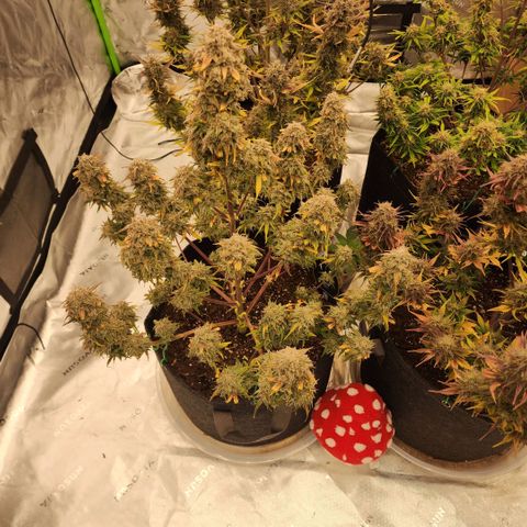 Mango Smile growlog timeline photo