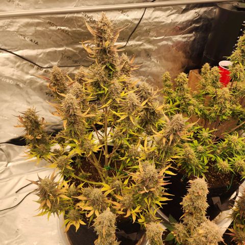 42 Rando growlog timeline photo