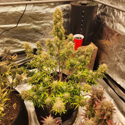 Strawberry Banana Auto growlog timeline photo