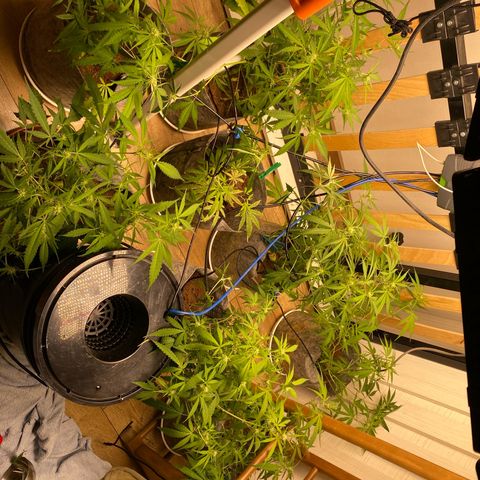 Orange sherbet cuttings growlog timeline photo