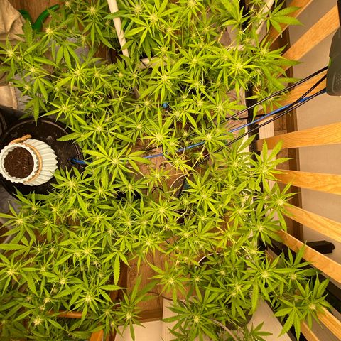 Orange sherbet cuttings growlog timeline photo