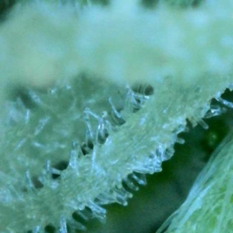 Orange sherbet cuttings growlog timeline photo