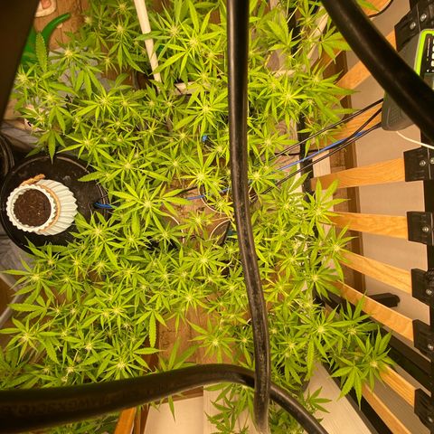 Orange sherbet cuttings growlog timeline photo