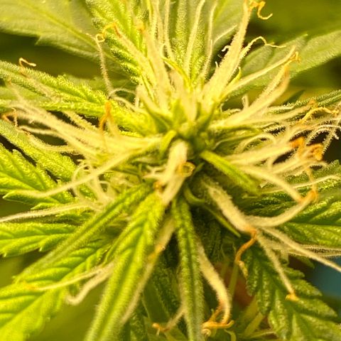 Orange sherbet cuttings growlog timeline photo
