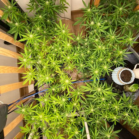 Orange sherbet cuttings growlog timeline photo