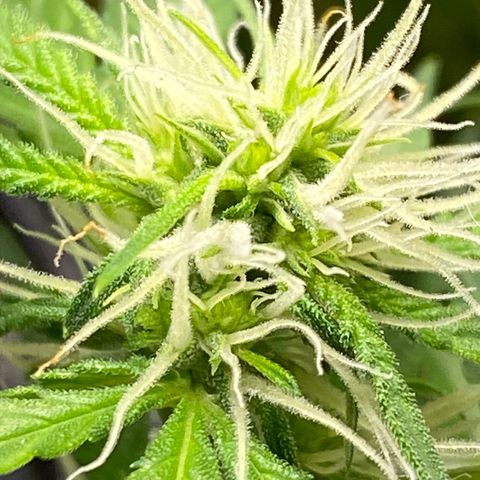 Orange sherbet cuttings growlog timeline photo