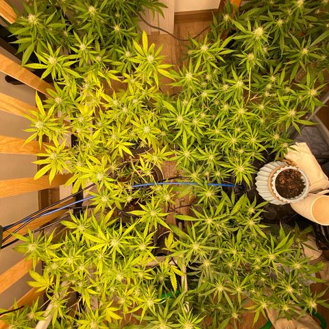 Orange sherbet cuttings growlog timeline photo