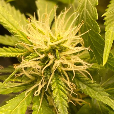 Orange sherbet cuttings growlog timeline photo