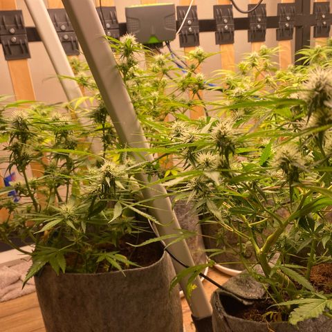 Orange sherbet cuttings growlog timeline photo