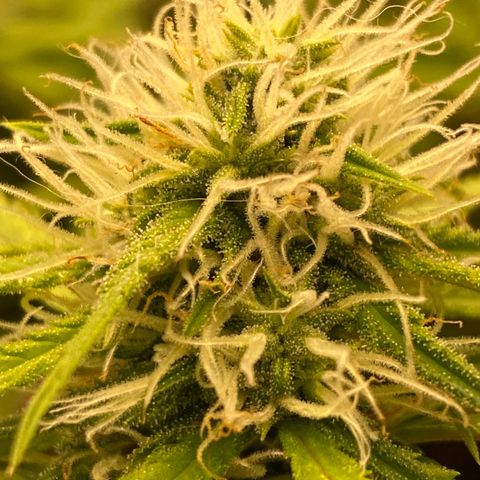Orange sherbet cuttings growlog timeline photo