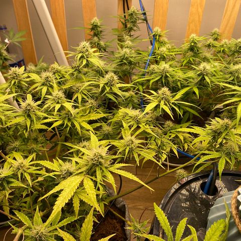 Orange sherbet cuttings growlog timeline photo