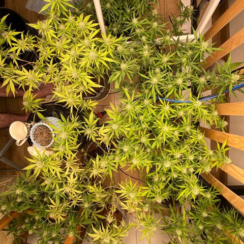 Orange sherbet cuttings growlog timeline photo