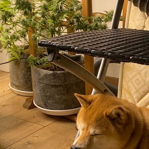 Orange sherbet cuttings growlog timeline photo