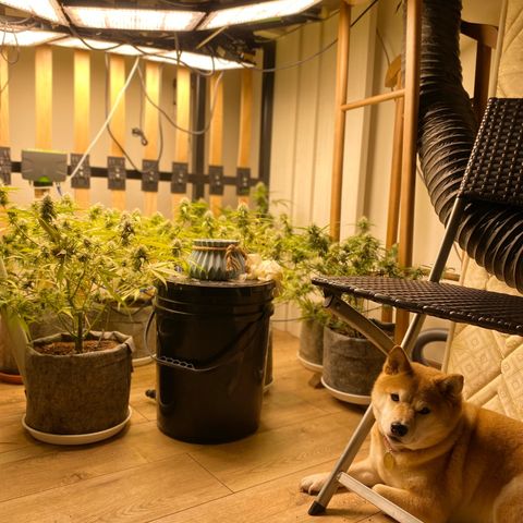 Orange sherbet cuttings growlog timeline photo