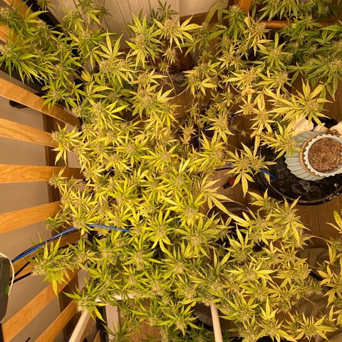 Orange sherbet cuttings growlog timeline photo