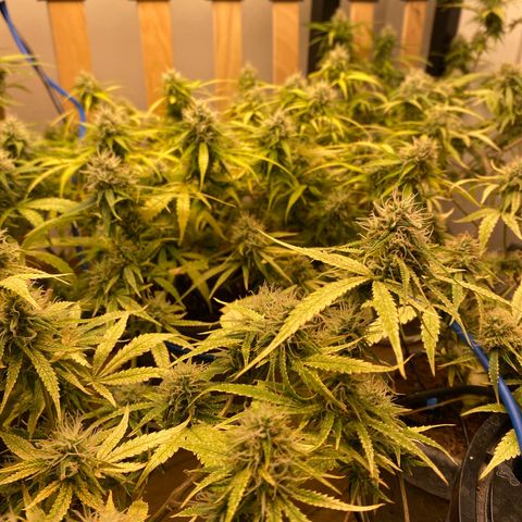 Orange sherbet cuttings growlog timeline photo