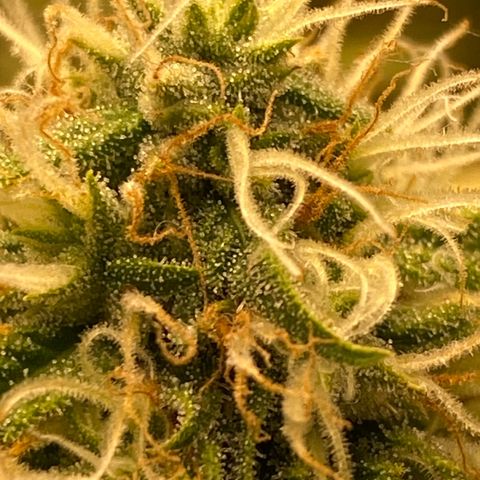 Orange sherbet cuttings growlog timeline photo