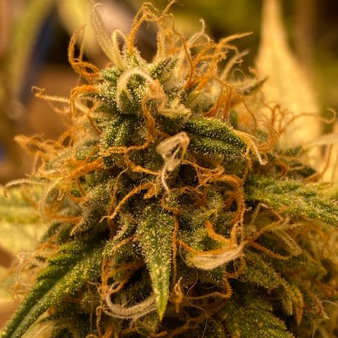 Orange sherbet cuttings growlog timeline photo
