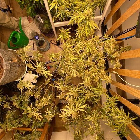 Orange sherbet cuttings growlog timeline photo