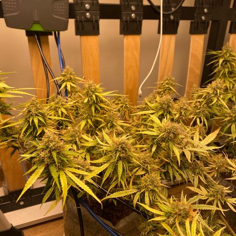 Orange sherbet cuttings growlog timeline photo