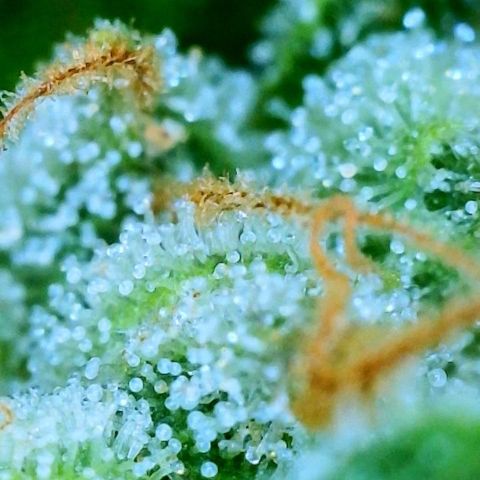 Orange sherbet cuttings growlog timeline photo