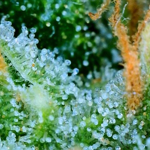 Orange sherbet cuttings growlog timeline photo