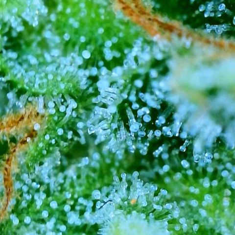 Orange sherbet cuttings growlog timeline photo