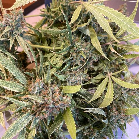 Orange sherbet cuttings growlog timeline photo