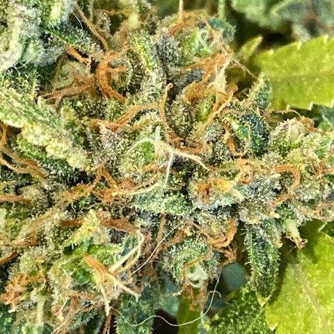 Orange sherbet cuttings growlog timeline photo