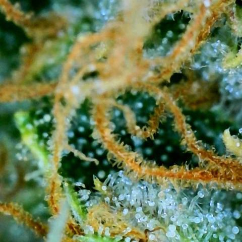 Orange sherbet cuttings growlog timeline photo