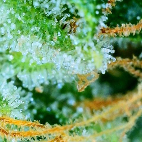 Orange sherbet cuttings growlog timeline photo