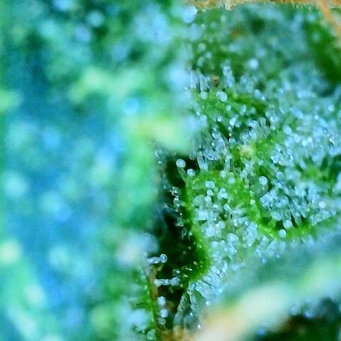 Orange sherbet cuttings growlog timeline photo