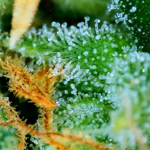 Orange sherbet cuttings growlog timeline photo