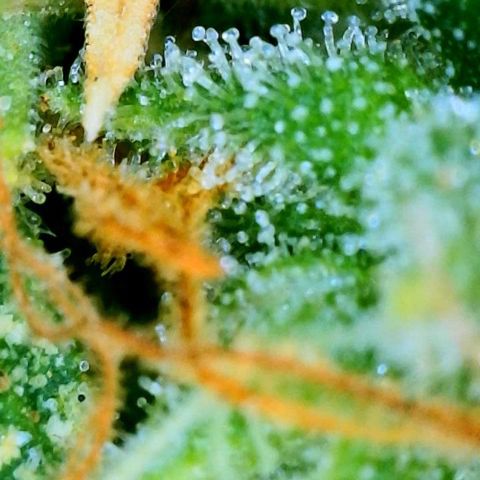 Orange sherbet cuttings growlog timeline photo