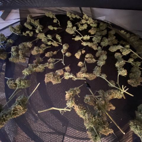 Orange sherbet cuttings growlog timeline photo