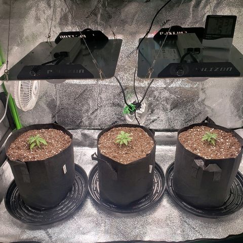 Triple cheese #3 growlog timeline photo