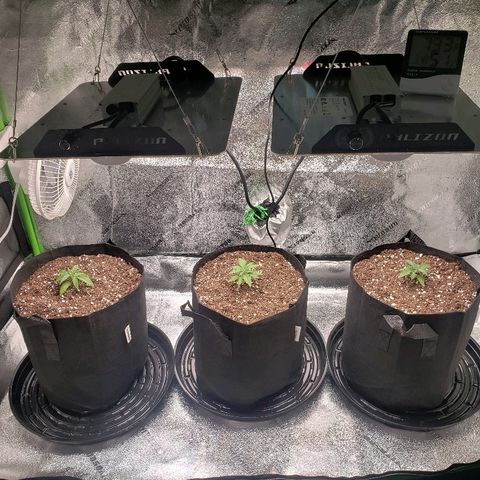 Triple cheese #3 growlog timeline photo