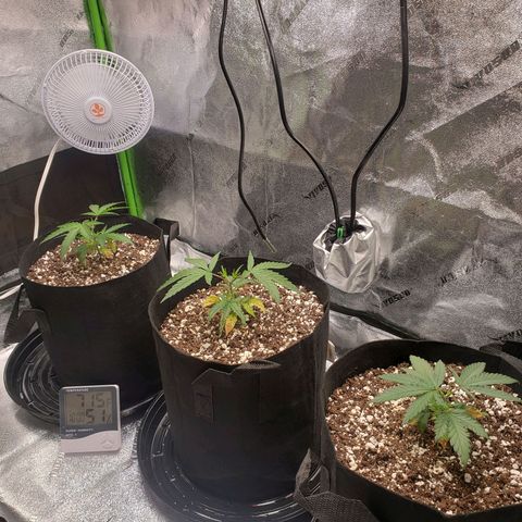 Triple cheese #3 growlog photo: New growth coming in after topping. Thicker stalk 
