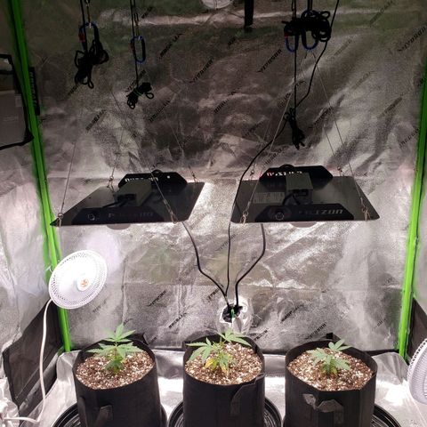 Triple cheese #3 growlog timeline photo