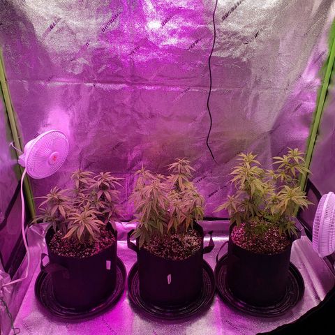 Triple cheese #3 growlog timeline photo