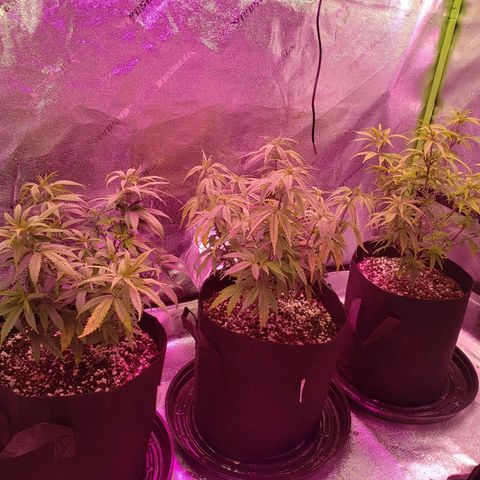 Triple cheese #3 growlog timeline photo