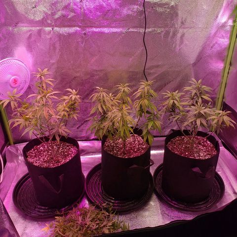 Triple cheese #3 growlog photo: Lollipop and trimmed and is now official in flower