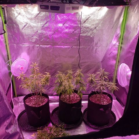 Triple cheese #3 growlog photo: Lollipop and trimmed and is now official in flower