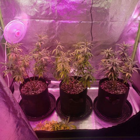 Triple cheese #3 growlog timeline photo